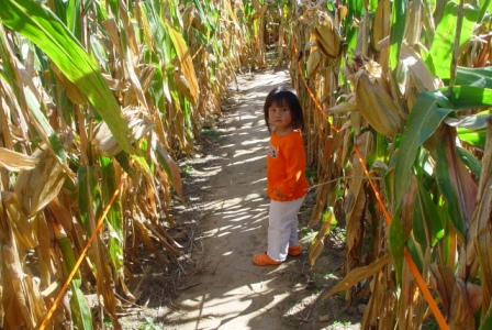 Kasen in the corn maze